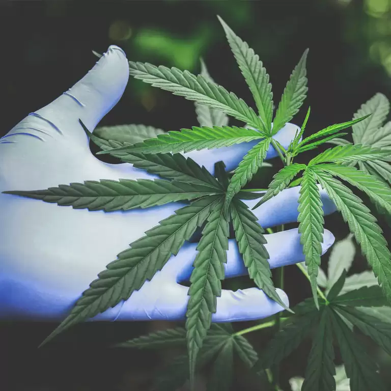 Fumar maconha todos os dias pode aumentar o risco de doenças cardíacas